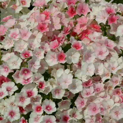 Picture of Phlox - Drummondii Blushing Bride